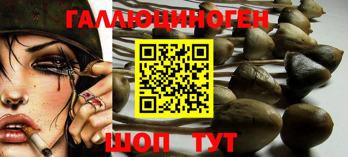 Псилоцибиновые грибы Cubensis  Вход с VPN  Нарткала 